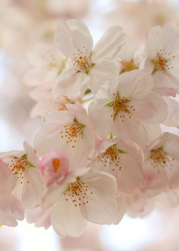 Pretty Pink Cherry Blossom
