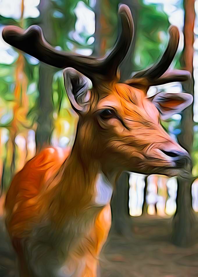 Deer In The Forest