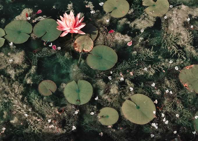 Waterlily Lake