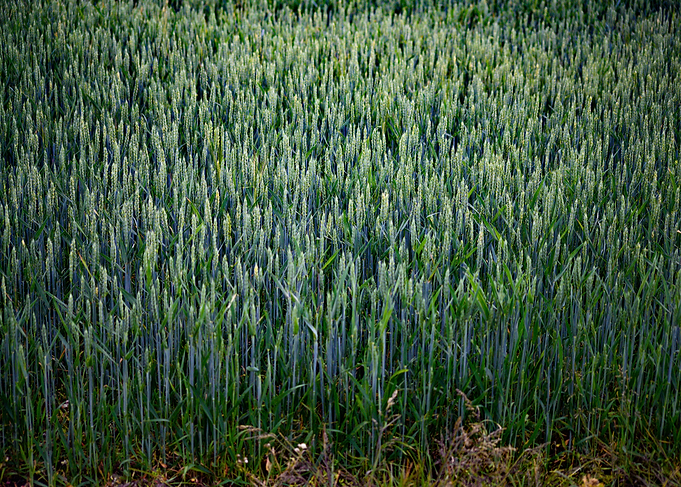Growing Green Crops
