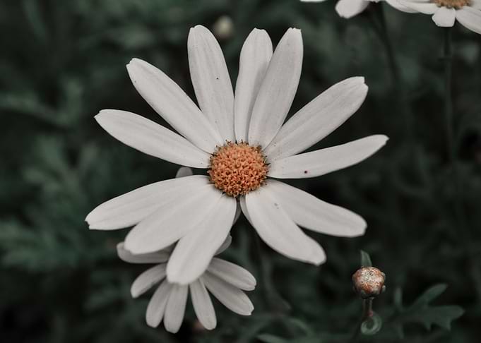 Daisy