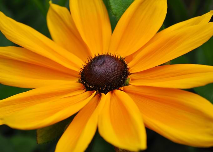Gloriosa Daisy