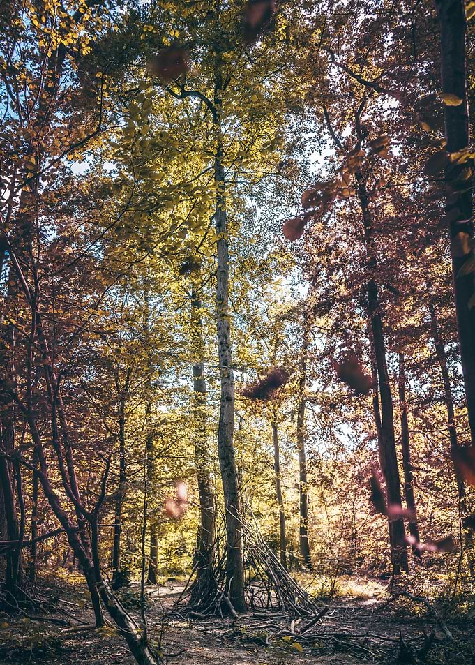 Automne
