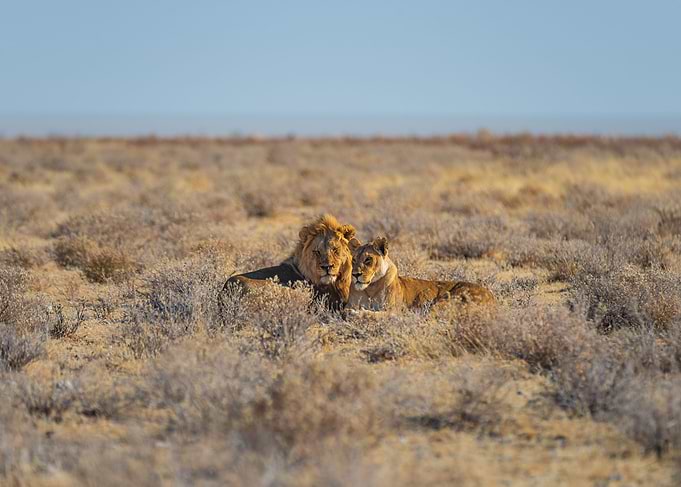 Lions couple in the bush