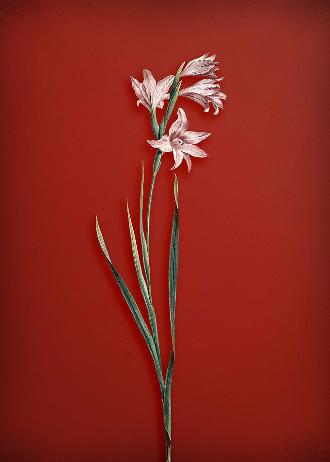 Painted Lady on Red