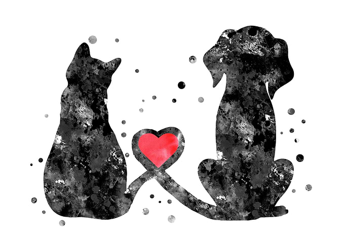 Cat and dog