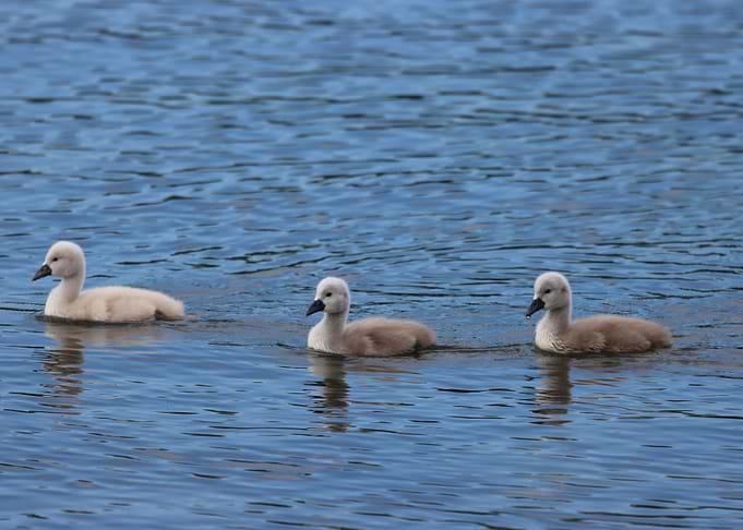 three cute little swans