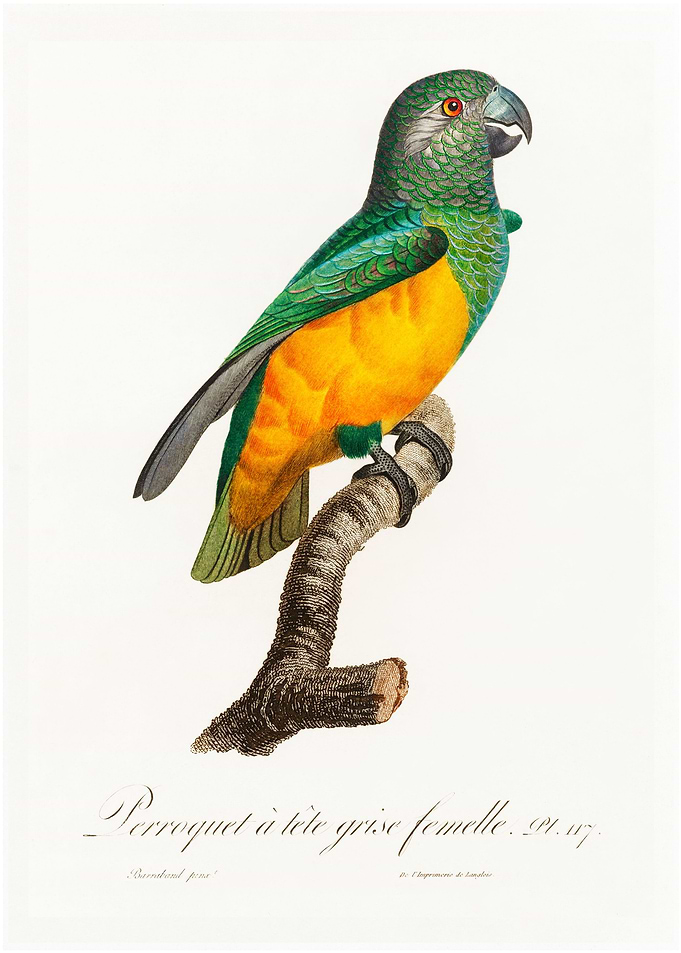 Senegal parrot