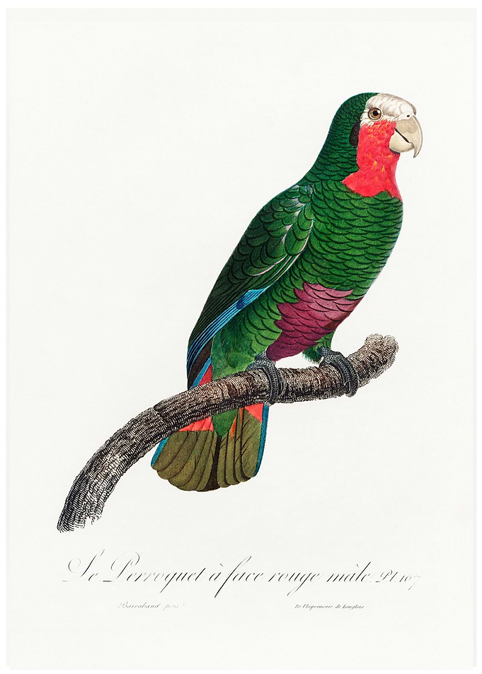 Rose throated parrot