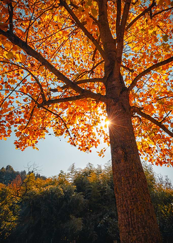 Autumn in Piemonte
