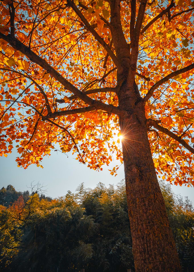 Autumn in Piemonte