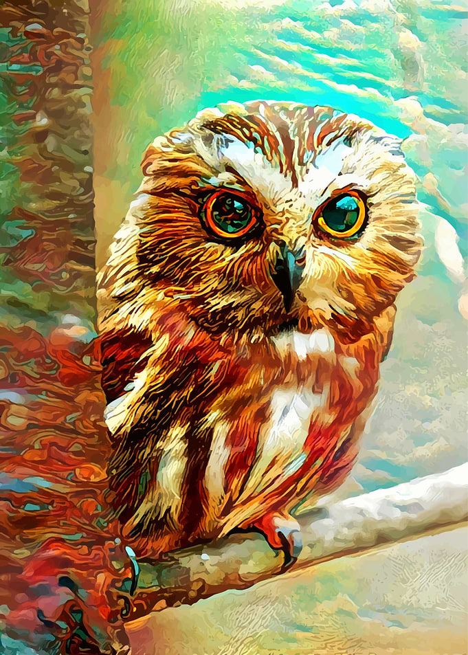 Cutie Owly