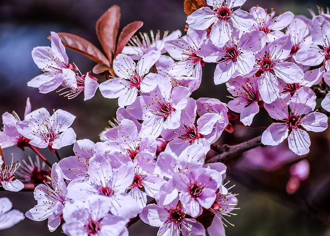 Simple Cherry Blossoms