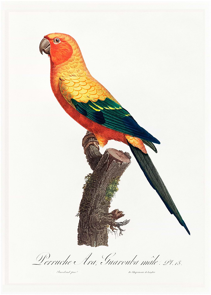Sun parakeet