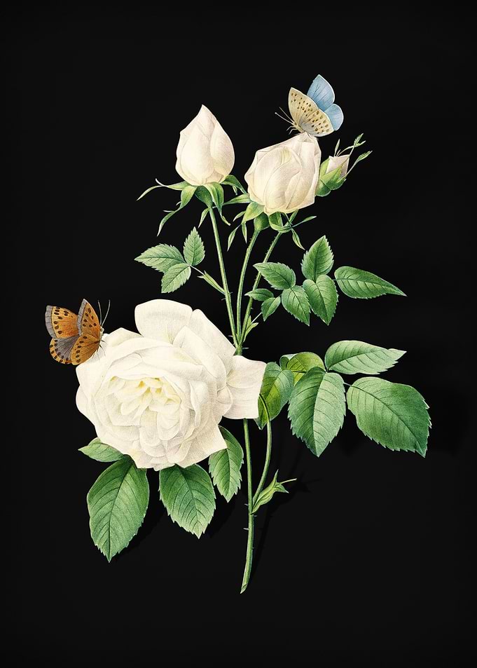 White Bengal Rose on Black