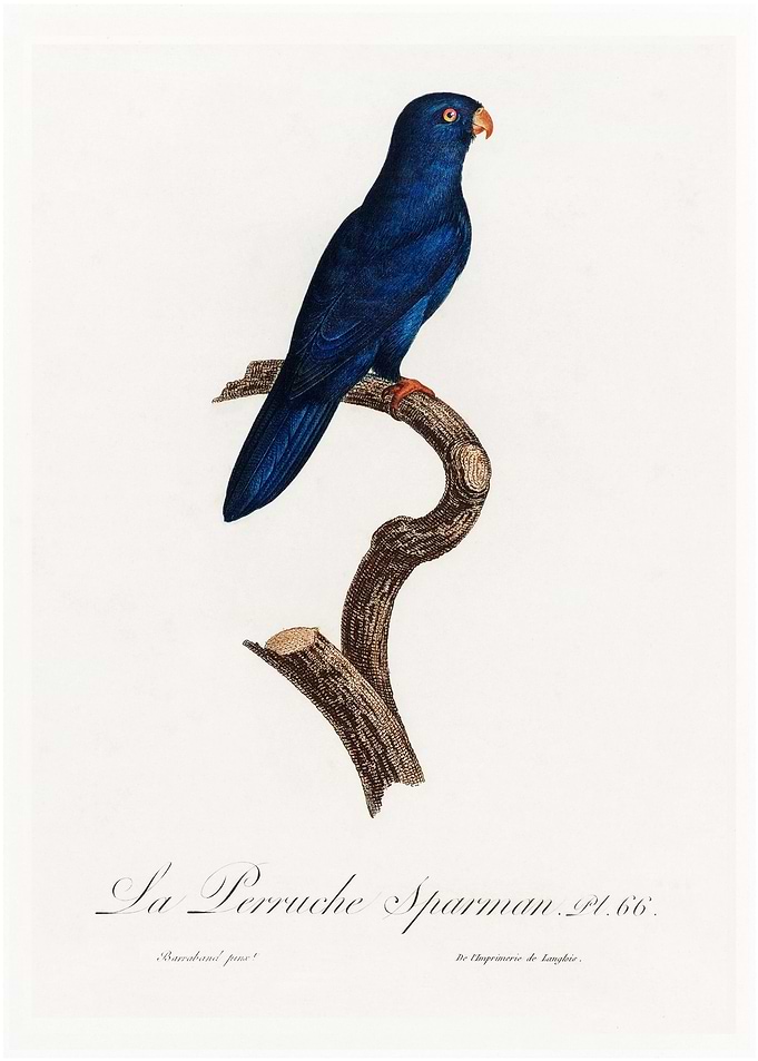 Sparman parakeet