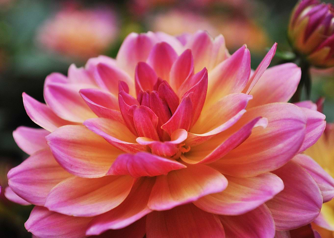 Dhalia