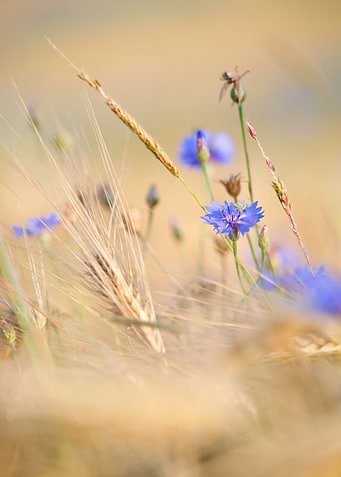lovely cornflower