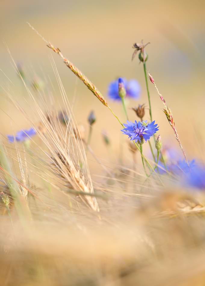 lovely cornflower