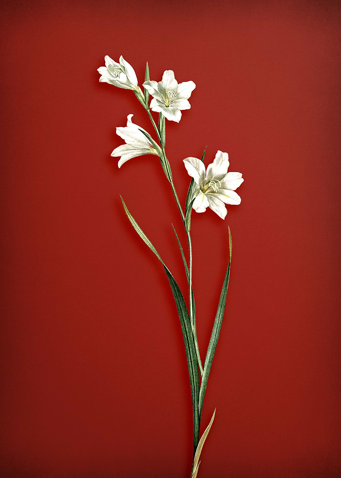 Painted Lady on Red