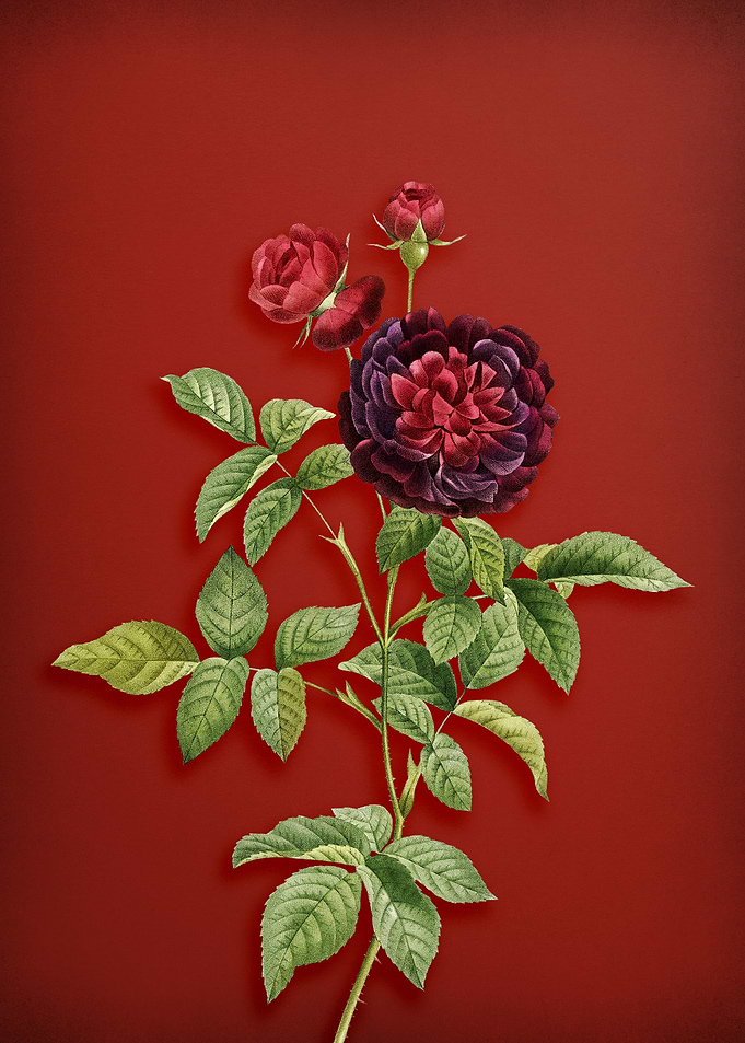 100 Leaved Rose on Red