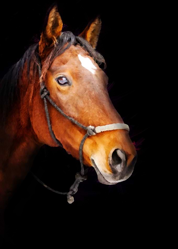 Painted Horse