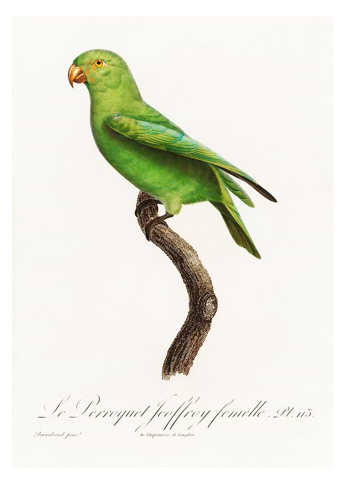 Red cheeked parrot