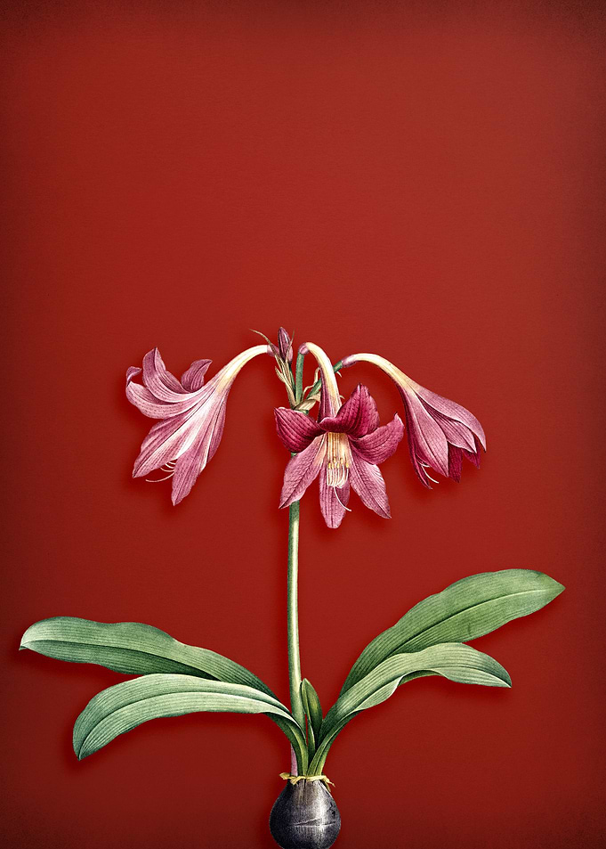 Amaryllis on Red