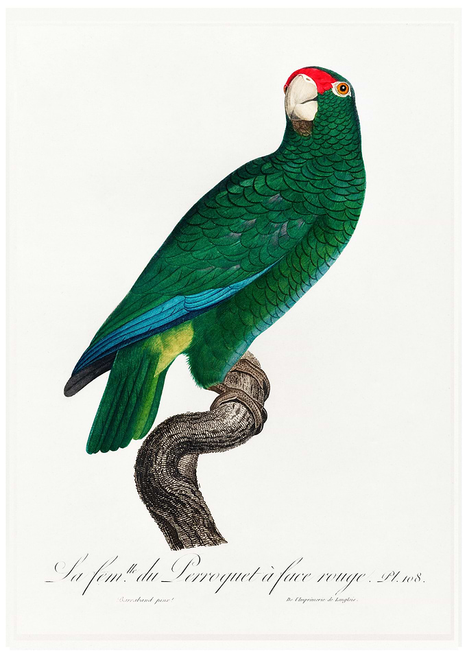 Rose throated parrot