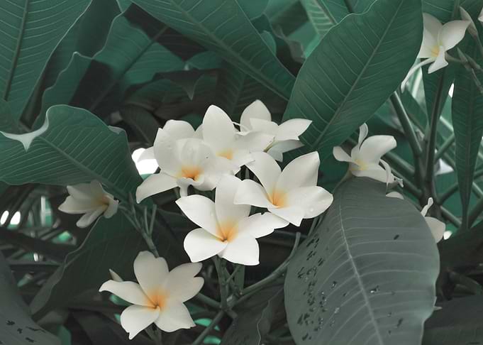 Plumeria