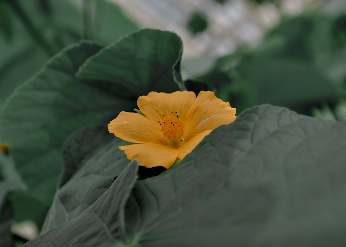 Golden Flower