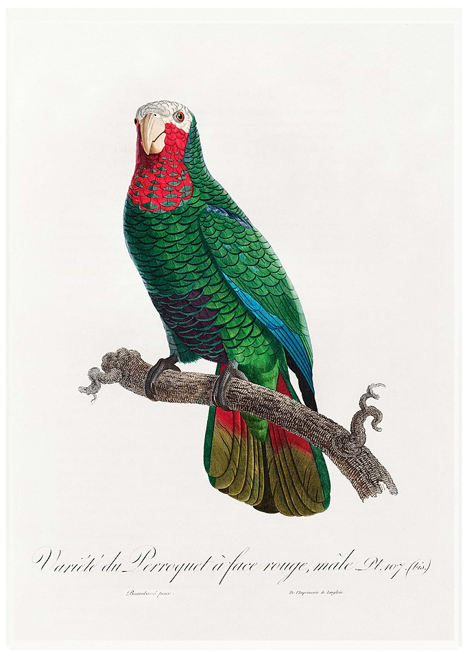 Rose throated parrot