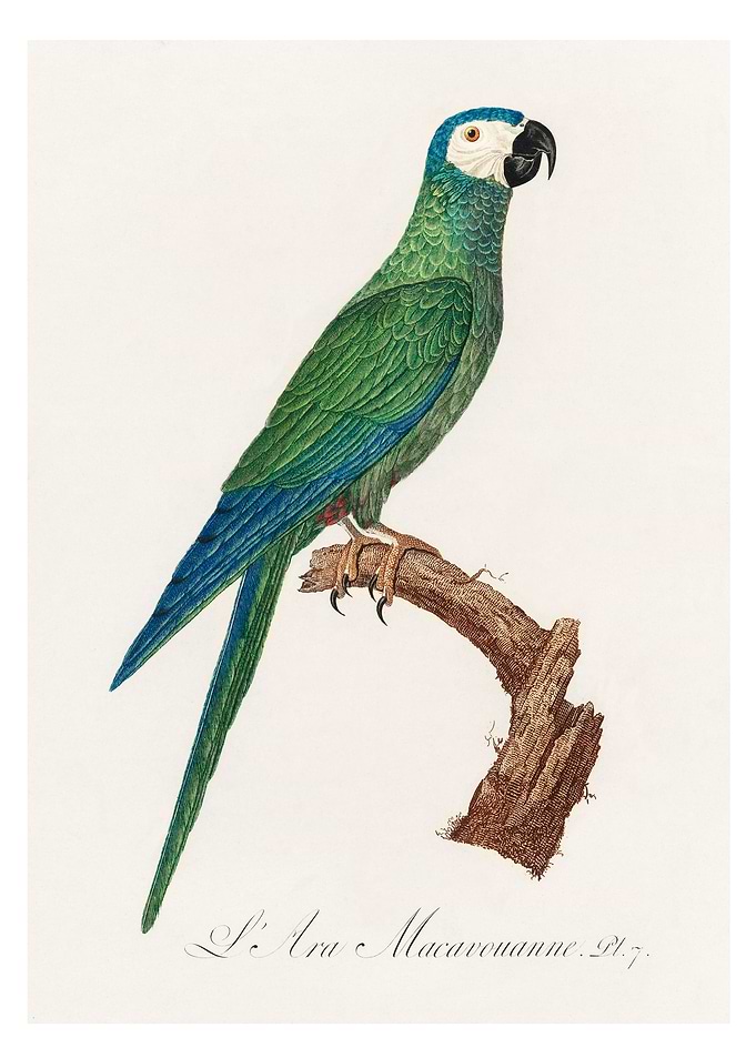 Red bellied macaw