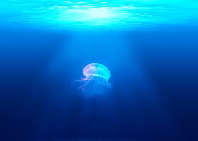 The JellyFish