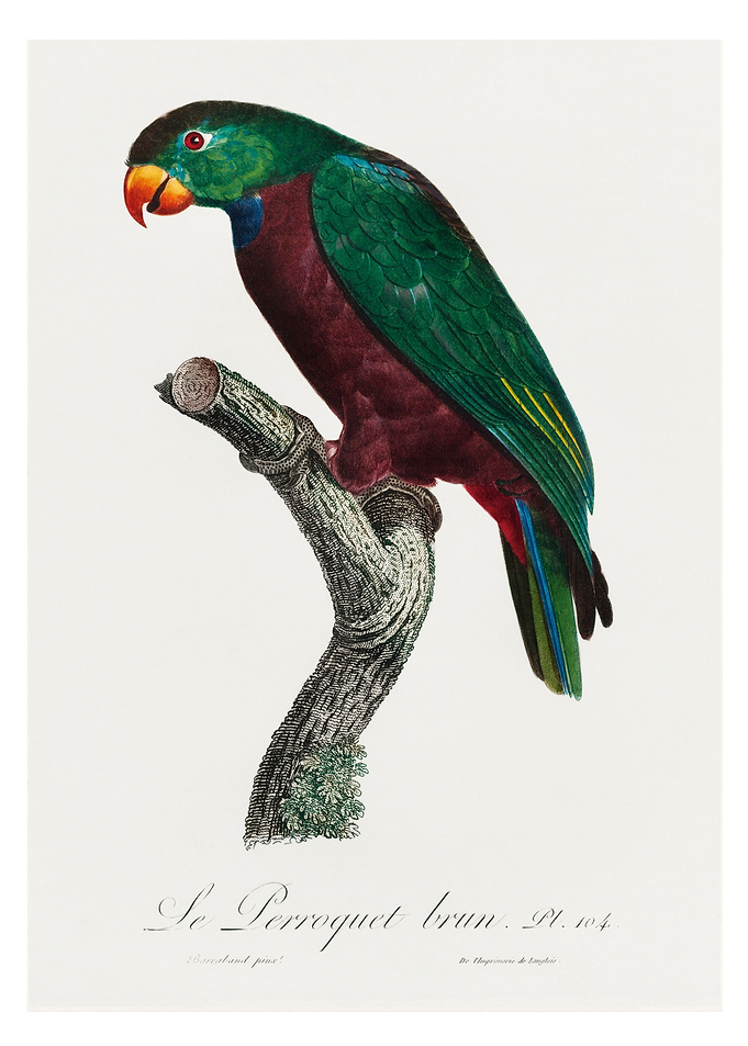Red billed pionus