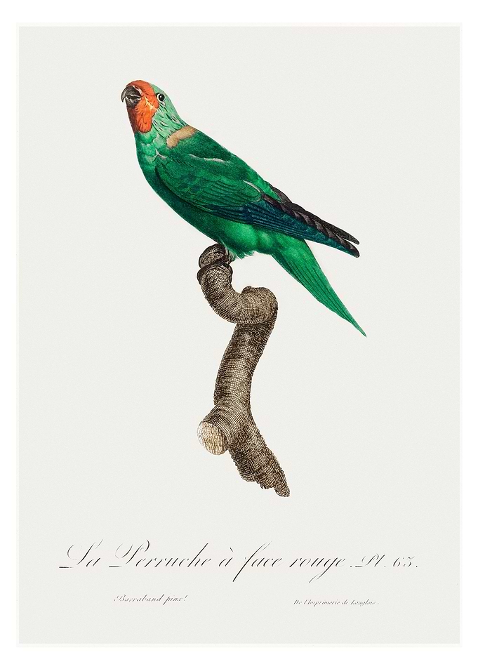 Red faced parrot