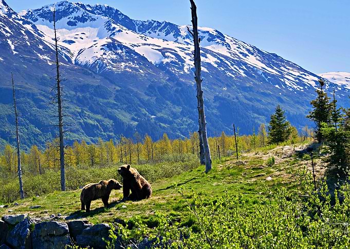 Two Bears
