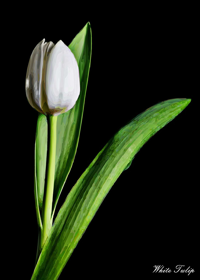 White Tulip