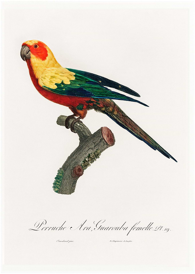 Sun parakeet