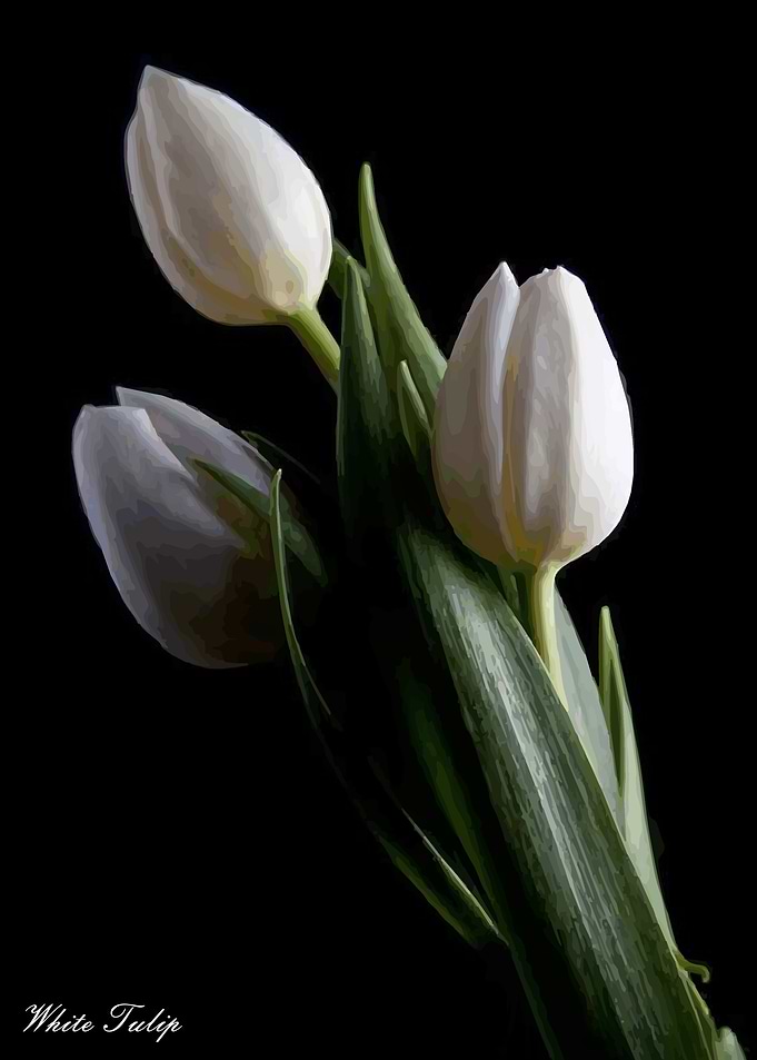 White Tulip