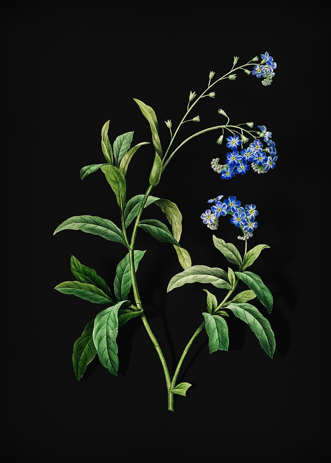 Water Forget Me Not