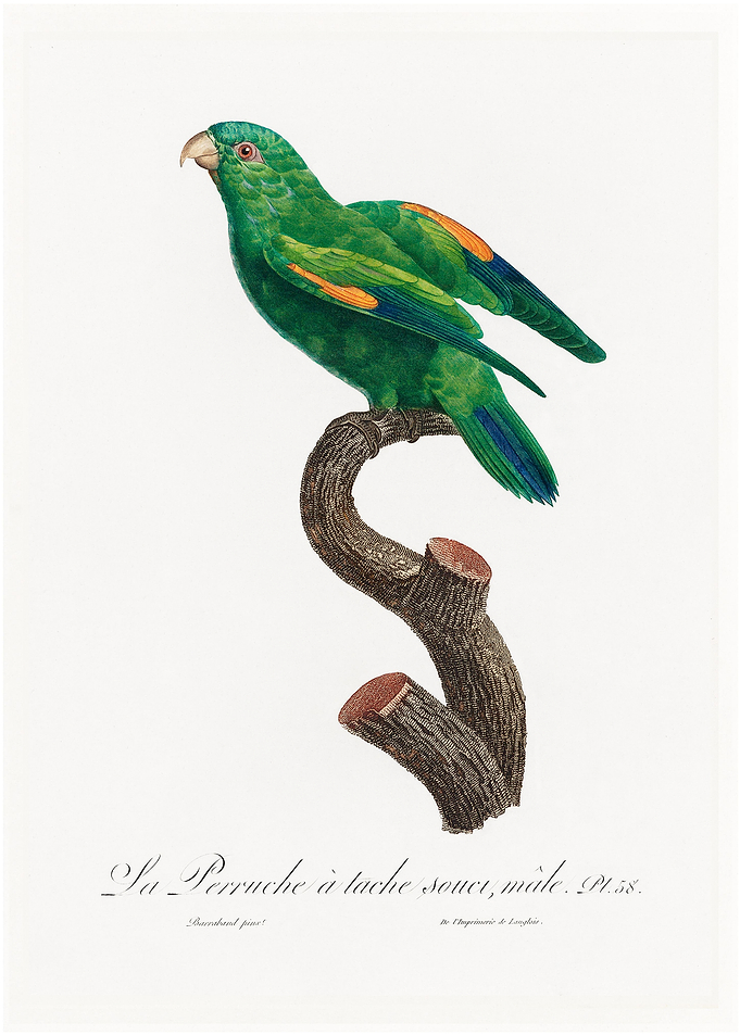 Sumba lorikeet