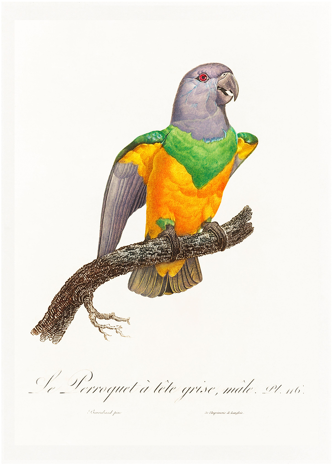 Senegal parrot