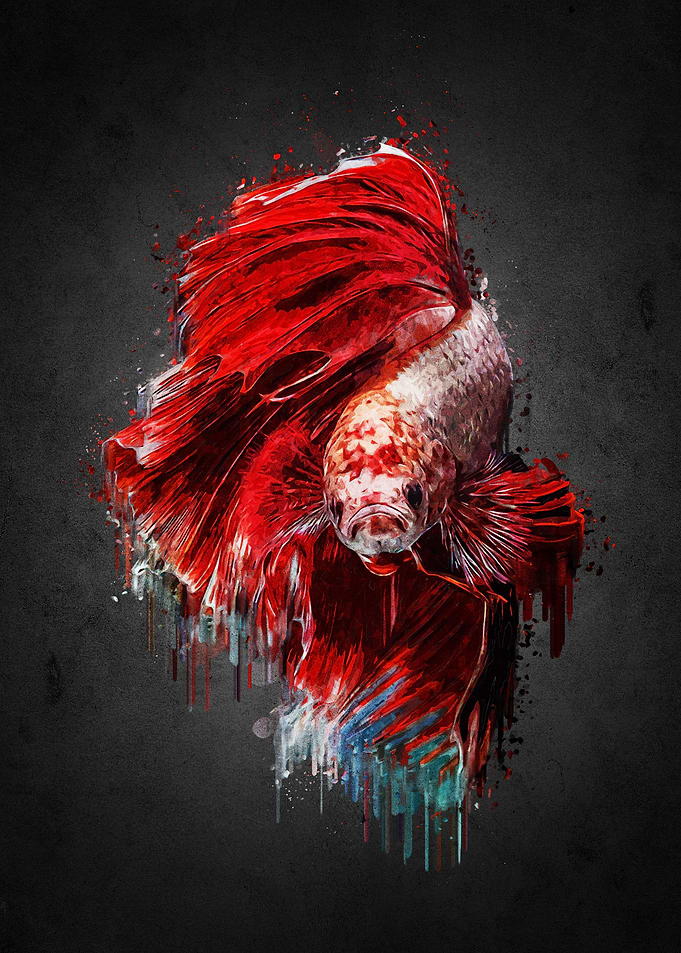 Betta on Acrylic