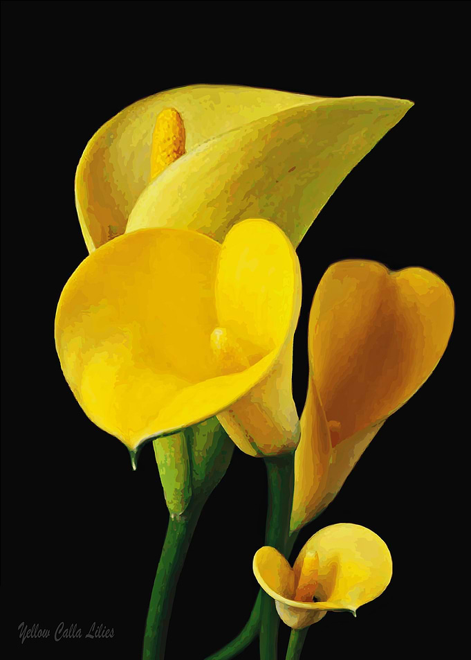 Beautiful Flower