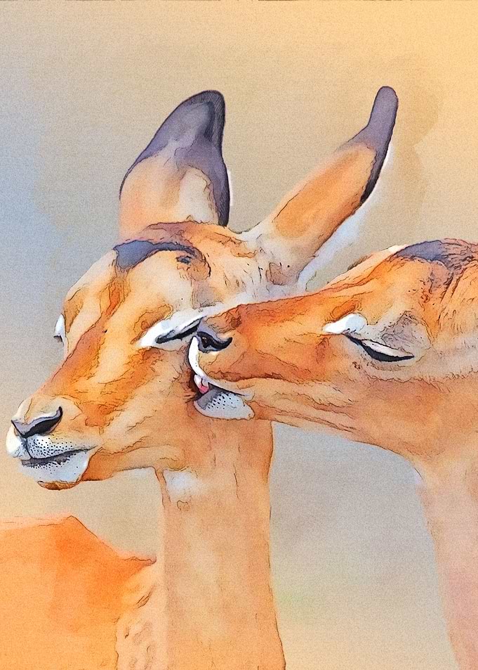 Deer
