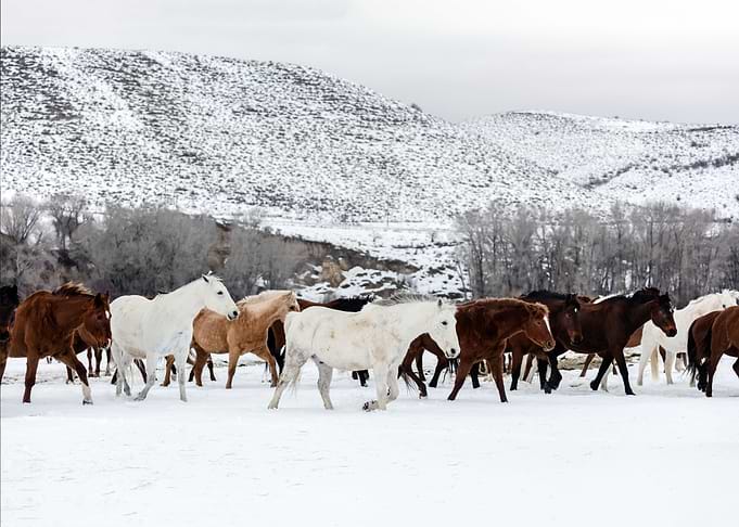 horses