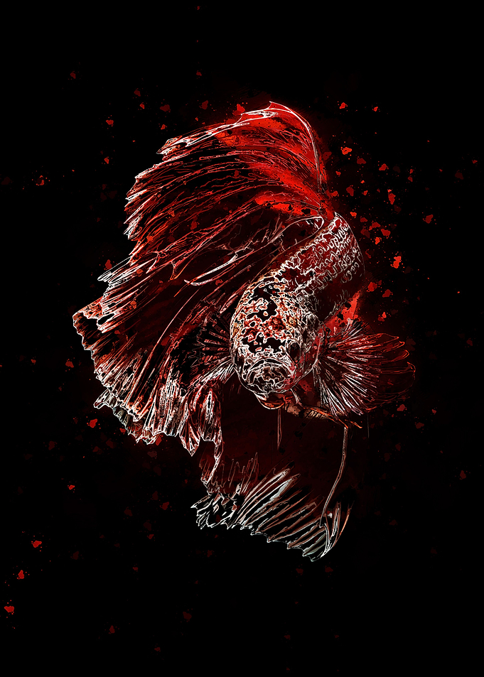 Colorful Betta
