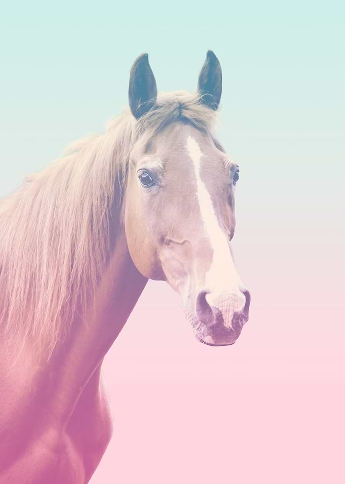 horse
