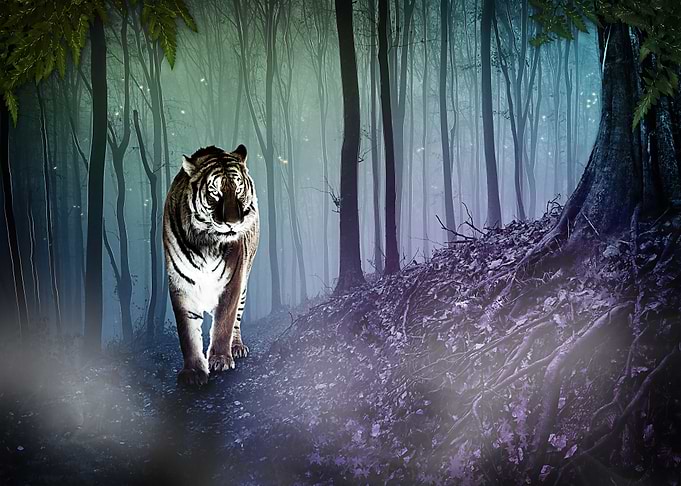 Animal fantasy